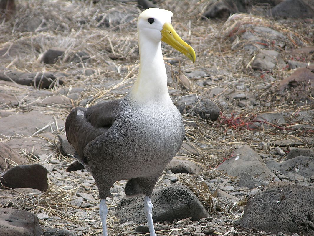 Galapagos 3-1-14 Espanola Punta Suarez Waved Albatross